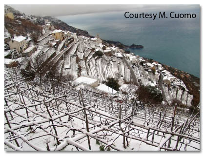 Marisa Cuomo, Vineyards in Winter
